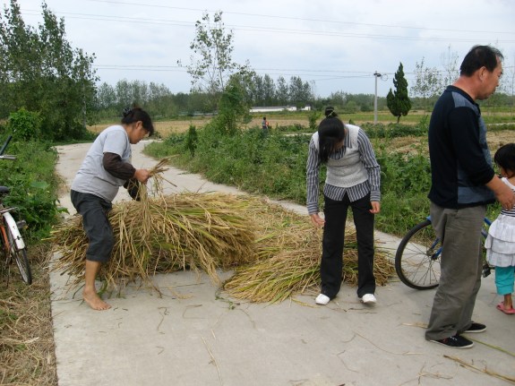 Julie's Mom, Dad, and cousin laying the rice out on the road to be flattened by passing cars.