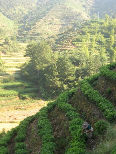 Inserted-LoneTeaPickeronMountains