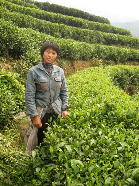 Lastphoto- LoneWomanPosingTeaFields