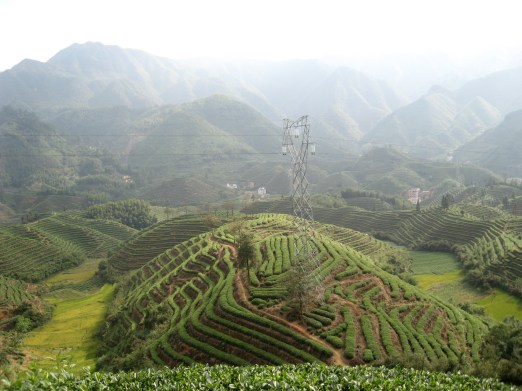 TeaFieldsMountains7